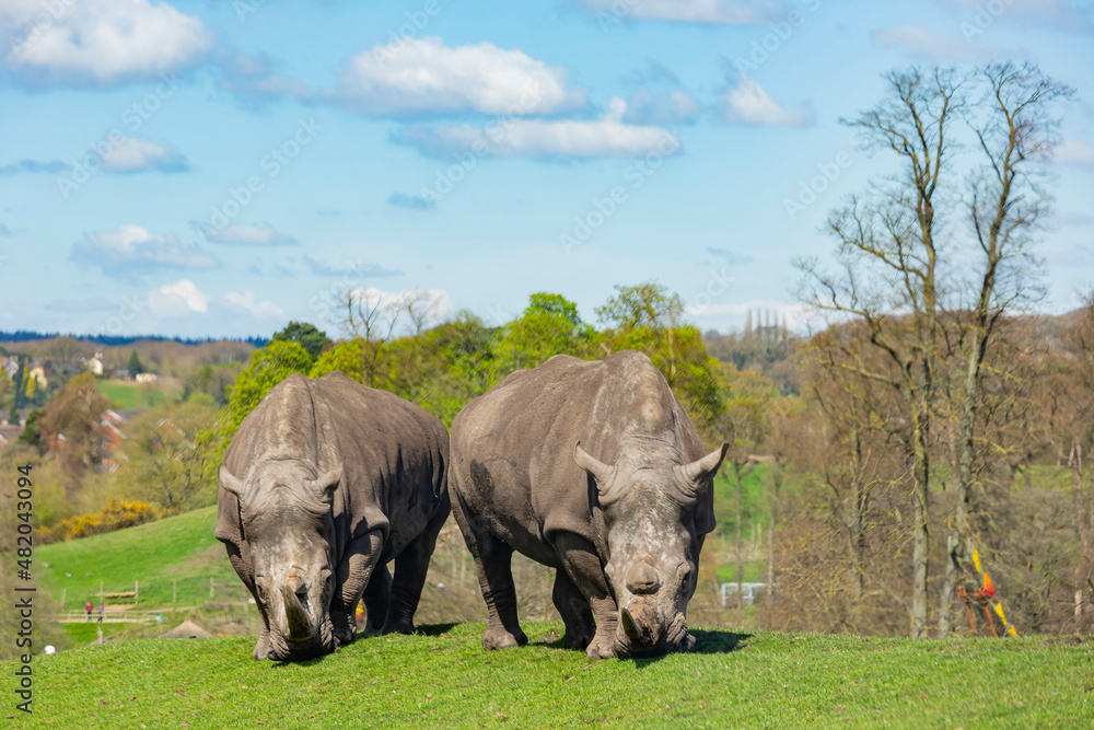 Fototapeta premium Close up shot of the Indian Rhinoceros in the beautiful West Midland Safari Park