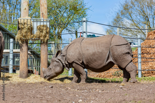 Close up shot of the Indian Rhinoceros in the beautiful West Midland Safari Park