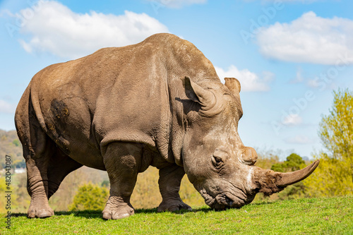 Close up shot of the Indian Rhinoceros in the beautiful West Midland Safari Park