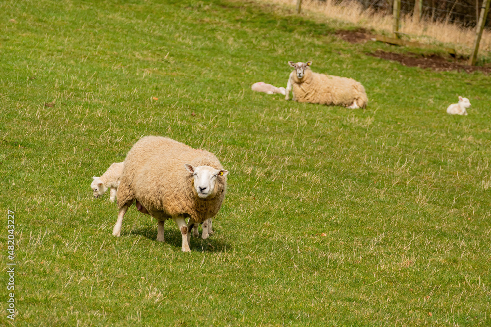 Fototapeta premium Close up shot of cute sheep walking around