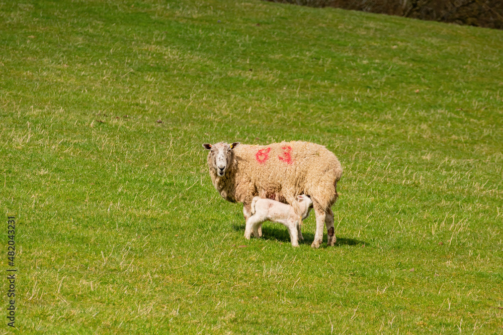 Close up shot of cute sheep walking around Close up shot of cute sheep walking around