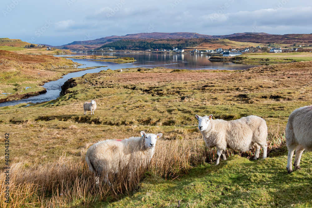 Fototapeta premium Close up shot of cute sheep walking around