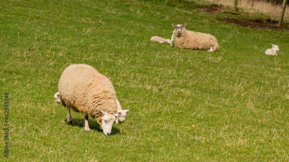 Close up shot of cute sheep walking around Close up shot of cute sheep walking around