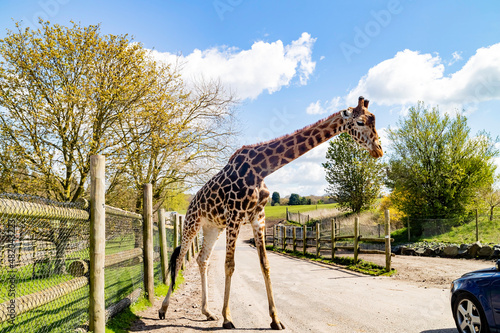 Photos Close up shot of Giraffe walking in the beautiful West Midland Safari Park