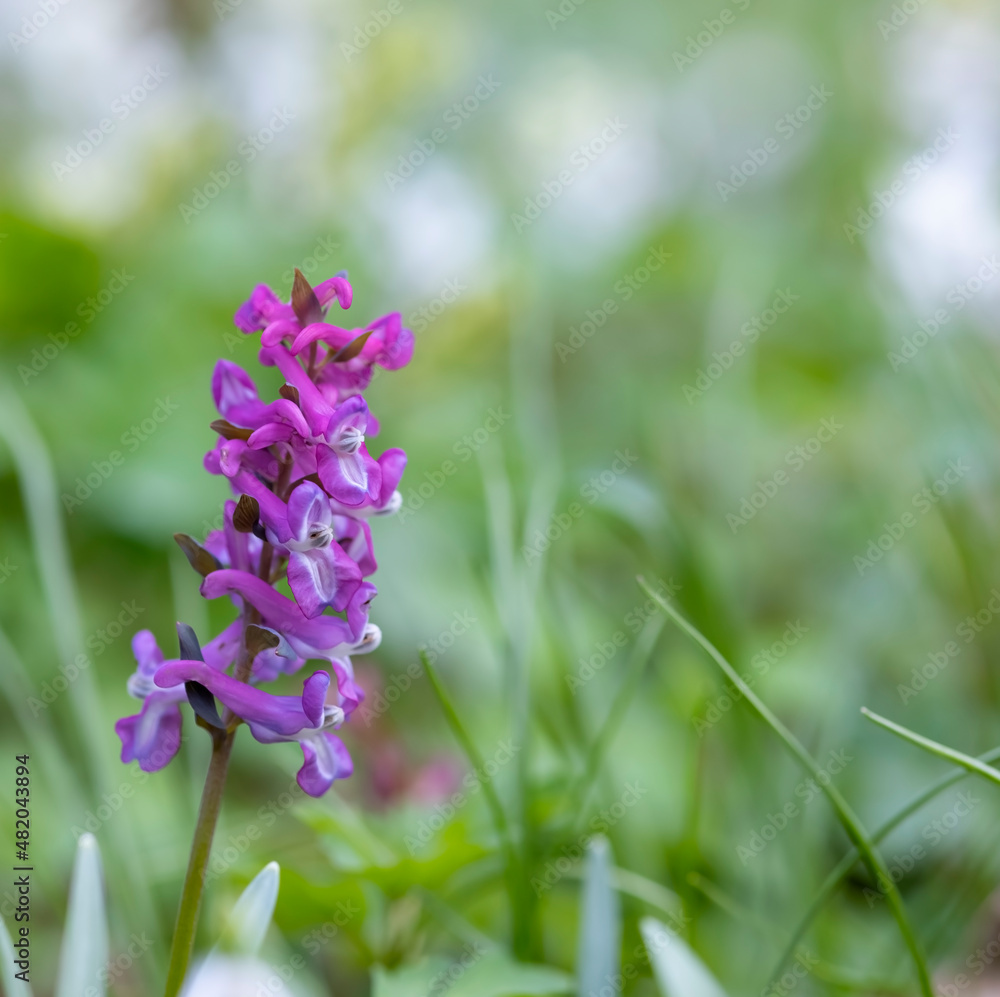 Obraz premium Hollow smokestack (Corydalis cava), spring forest, Southern Moravia, Czech Republic