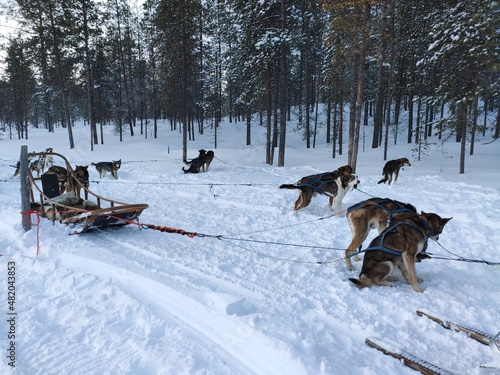 Balade hivernale en chiens de traineaux, activité typique de la région de la Laponie, en Finlande, distraction animalière, plaisir collectif et des chiens prêts à courir, balade forestière et glaciale