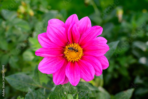 One beautiful large vivid pink magenta dahlia flower in full bloom on blurred green background  photographed with soft focus in a garden in a sunny summer day.