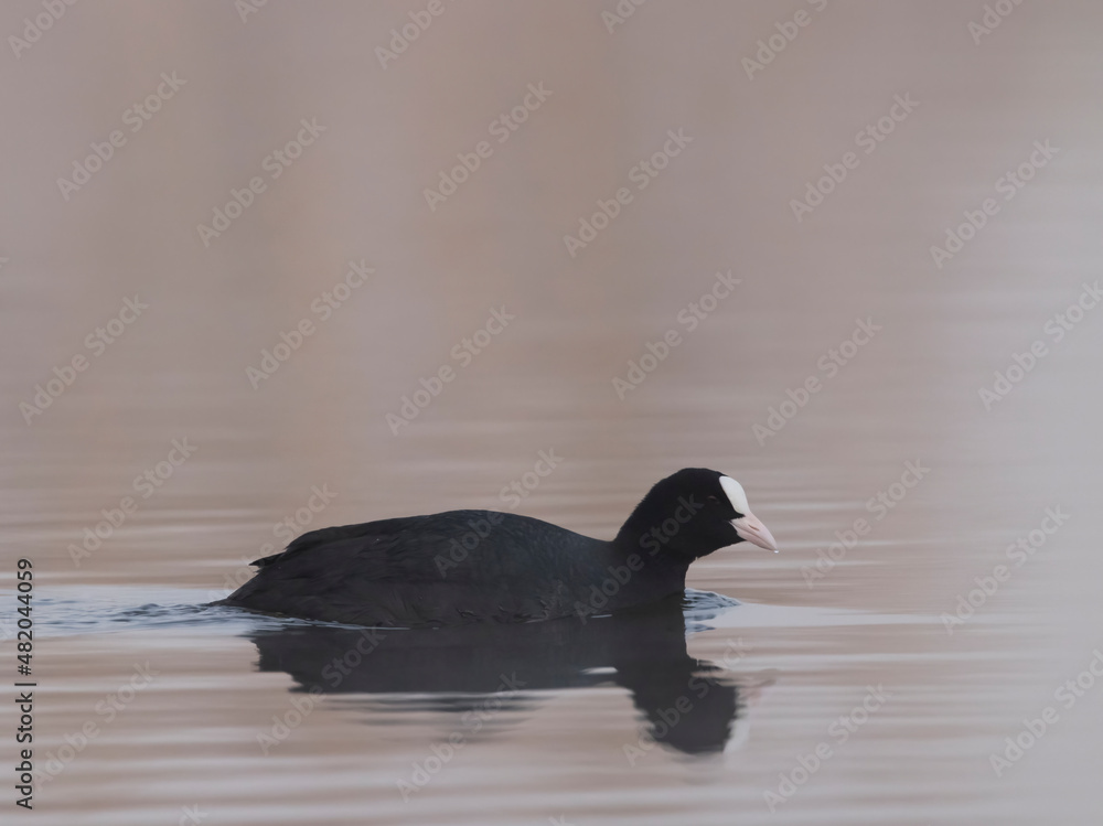 Black coot (Fulica atra, Fulica prior), Southern Bohemia, Czech Republic Black coot (Fulica atra, Fulica prior), Southern Bohemia, Czech Republic
