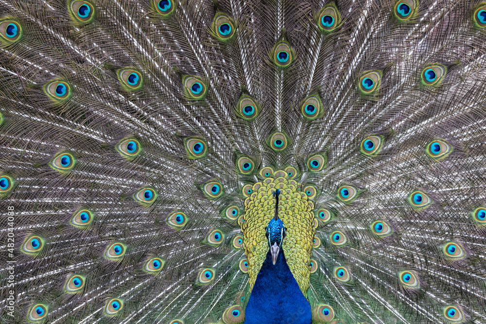Obraz premium Closeup Image of a peacock dancing with its open feathers