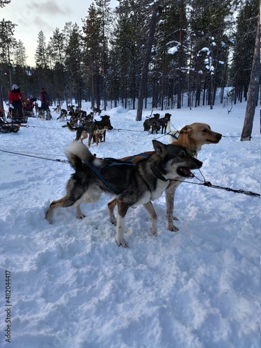 Balade hivernale en chiens de traineaux, activité typique de la région de la Laponie, en Finlande, distraction animalière, plaisir collectif et des chiens prêts à courir, balade forestière et glaciale