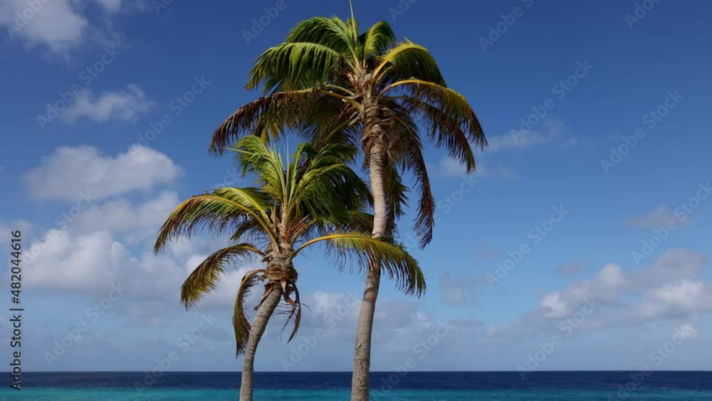 Two palm trees with blue sky and azure sea behind. Two palm trees with blue sky and azure sea behind.