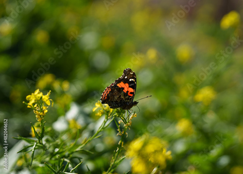 Vanessa atalanta photo