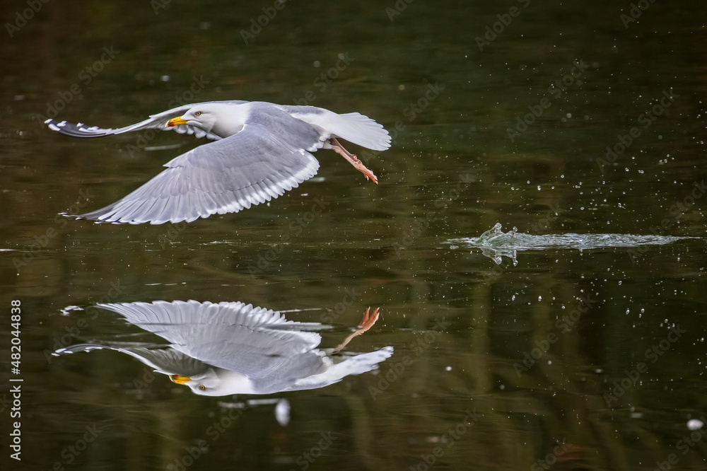 Obraz premium Close up of Seagull flying low over frozen water with mirror image reflection