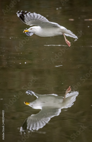 Close up of Seagull flying low over frozen water with mirror image  reflection