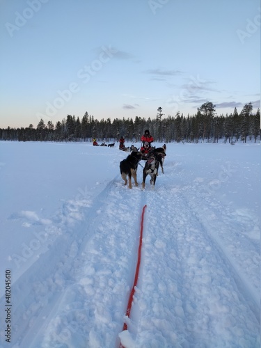 Balade hivernale en chiens de traineaux, activité typique de la région de la Laponie, en Finlande, distraction animalière, plaisir collectif et des chiens prêts à courir, balade forestière et glaciale