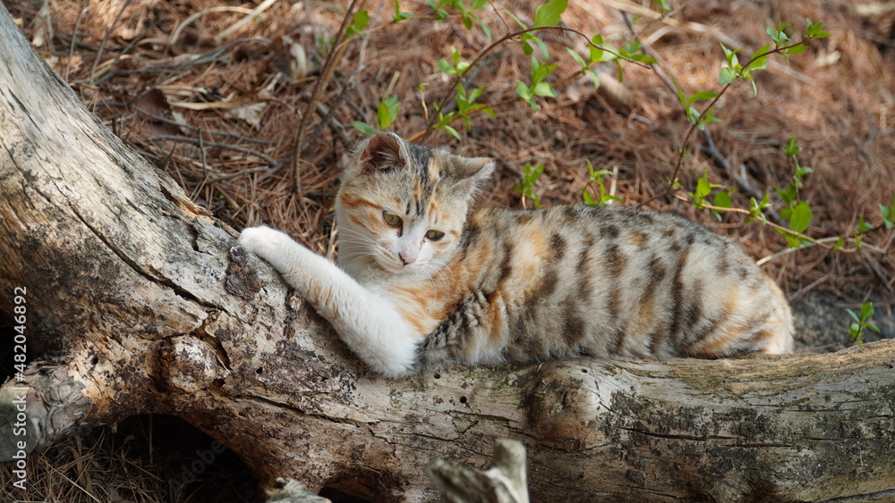 Fotografie A cute three-color cat in the wild