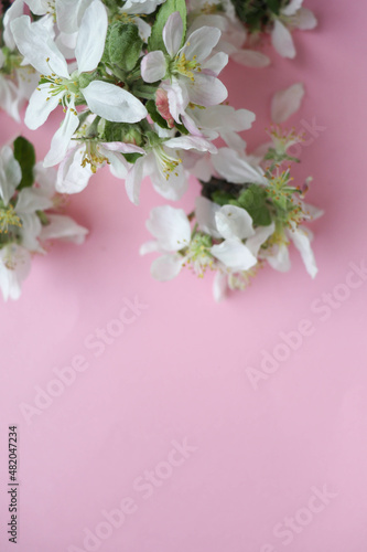 spring greeting card layout. blossoming branches of cherry and gift box 