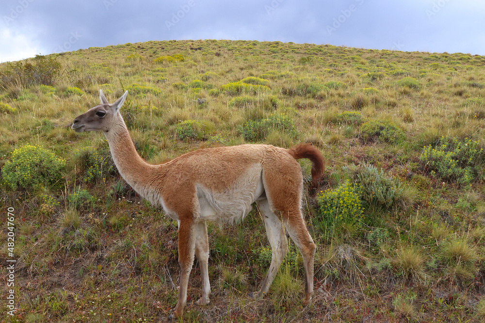 Guanaco in Torres del Paine National Park, Chile