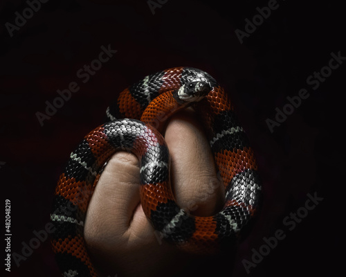 snake snake in hands , serpiente , vibora, reptil, animal