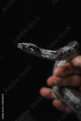 hand holding a cigarette snake in hands , serpiente , vibora, reptil, animal