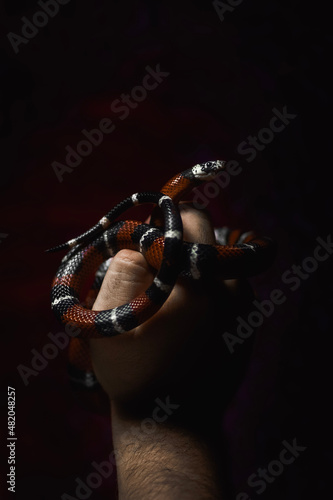 black and white snake in hands , serpiente , vibora, reptil, animal