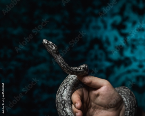 turtle in hand snake in hands , serpiente , vibora, reptil, animal