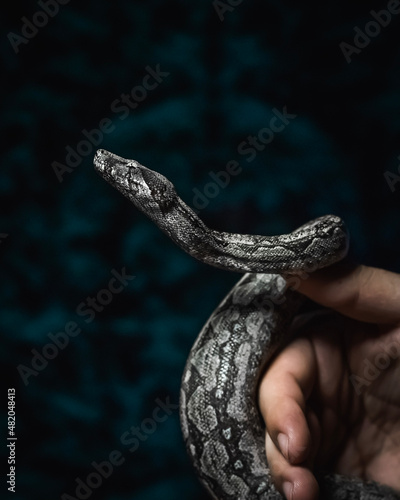 snake in hands , serpiente , vibora, reptil, animal