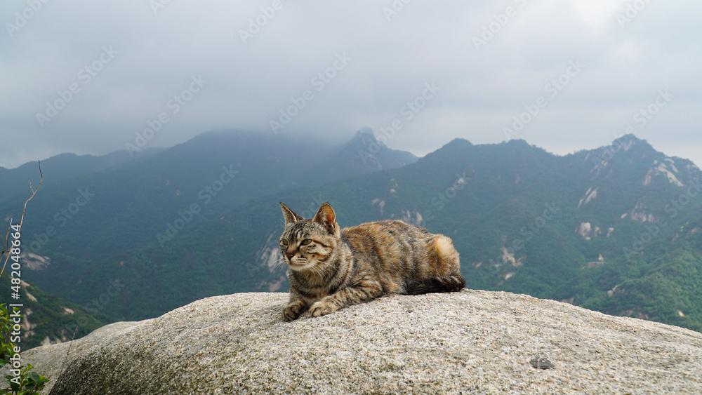 Fotografie A wild mackerel tabby cat that enjoys freedom