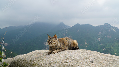 Sticker A wild mackerel tabby cat that enjoys freedom