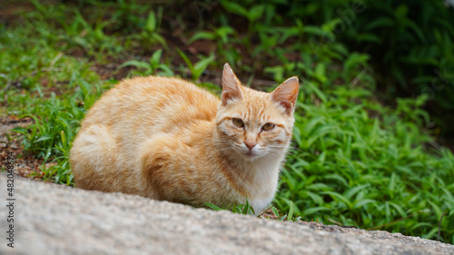 Yellow cat on the rock