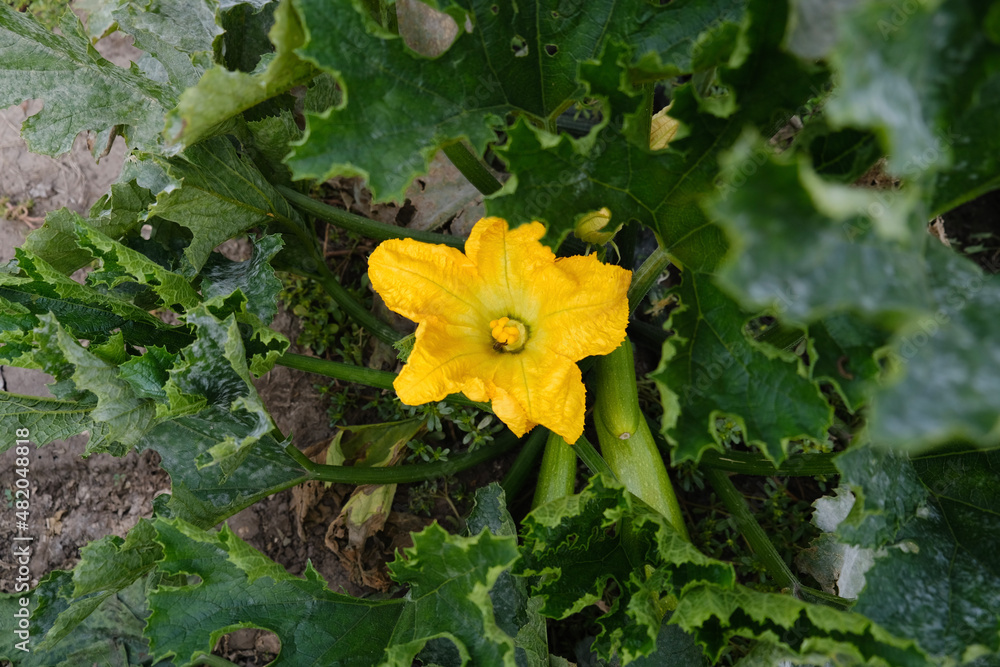 yellow flower in the garden yellow flower in the garden