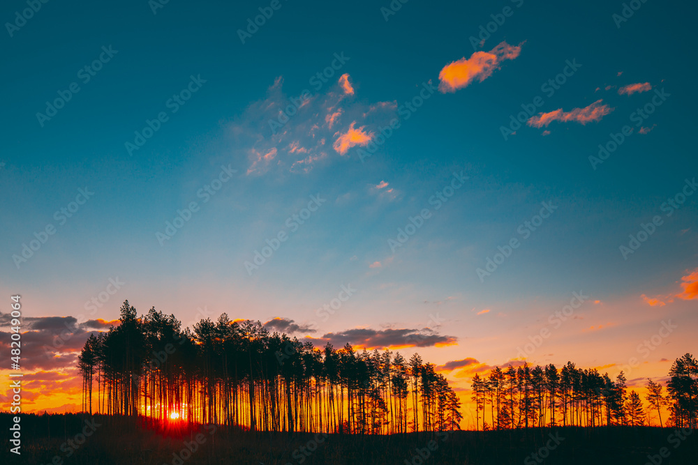 Sunset Sunrise In Pine Forest. Sun Sunshine In Sunny Coniferous Forest. Sunlight Shine Through Woods In Landscape Under Bright Colorful Dramatic Sky And Dark Ground With Trees Silhouettes. Sunset
