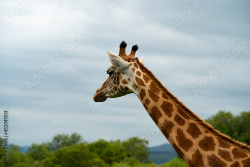 portrait of a giraffe in zoo