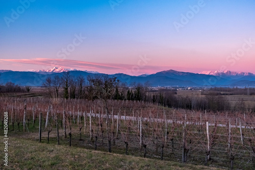 Winter sunset in the vineyards of Collio Friulano