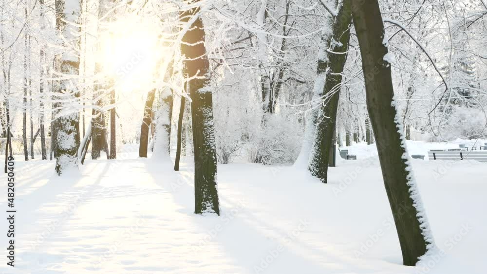 Winter landscape - a snow-covered park with beautiful trees, covered with hoarfrost. A Christmas picture - a winter forest, a sunny day in a fairy-tale park. Winter landscape - a snow-covered park with beautiful trees, covered with hoarfrost. A Christmas picture - a winter forest, a sunny day in a fairy-tale park.