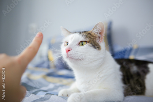 Fototapeta Naklejka Na Ścianę i Meble -  happy cat, owner stroking the cat, sniffing the owner's finger