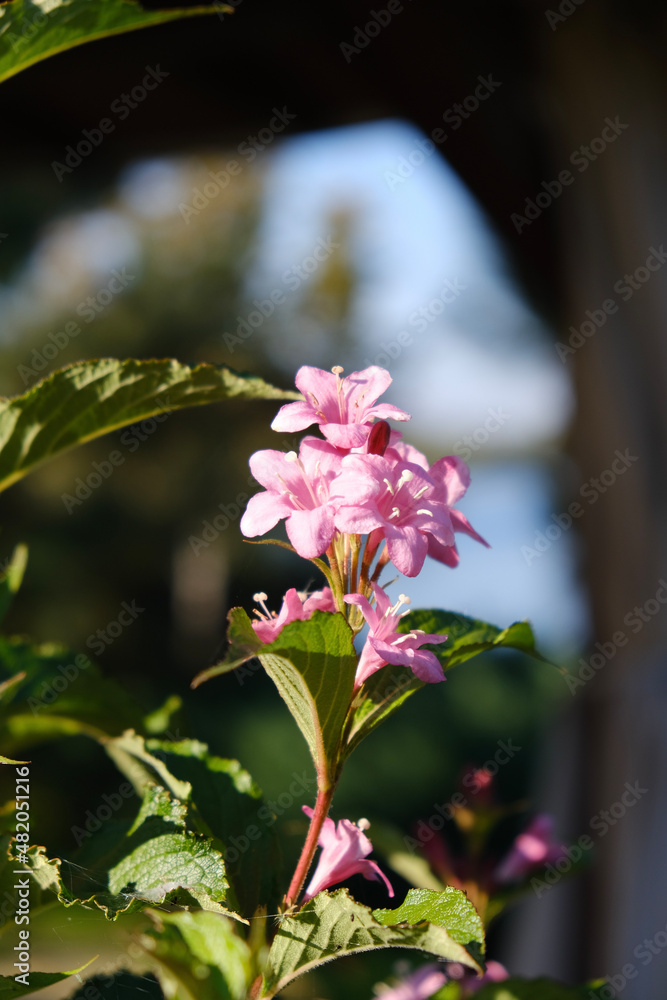 Obraz premium pink and white flowers