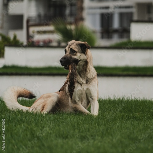 dog, cat, animal, pet, puppy, canine, cute, mammal, outdoors, animalsportrait, pets, sheepdog photo