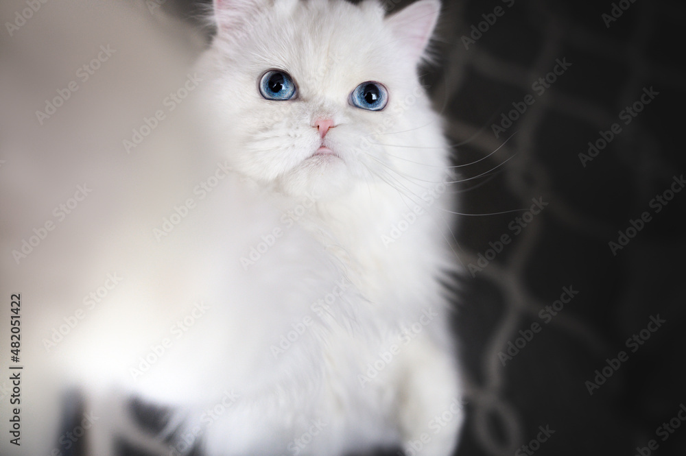 funny cat reaching paw up, top view funny cat reaching paw up, top view
