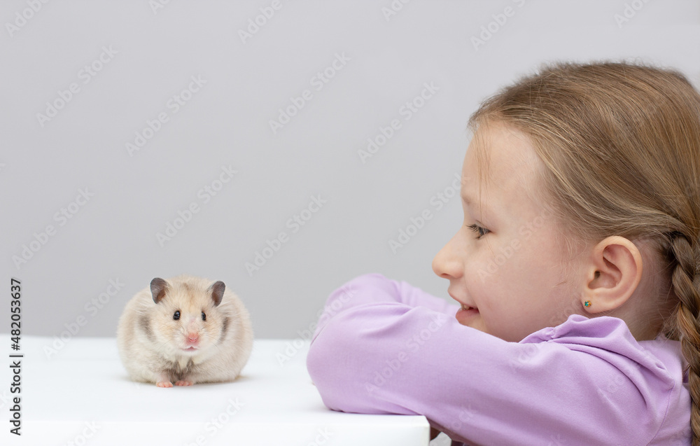 Common white hamster held in the hand of a happy little girl. Little girl holding a little hamster in hands, friendship of children and animals, concept. Common white hamster held in the hand of a happy little girl. Little girl holding a little hamster in hands, friendship of children and animals, concept.