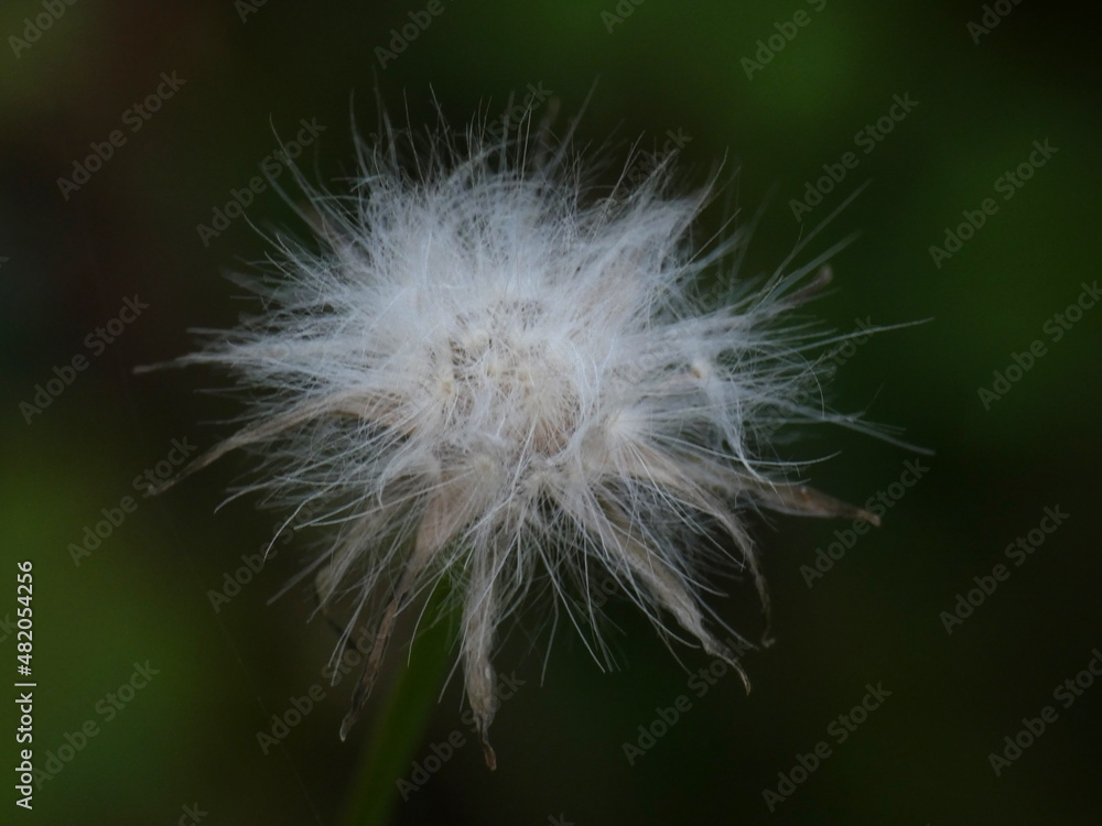 Fototapeta premium Fiore