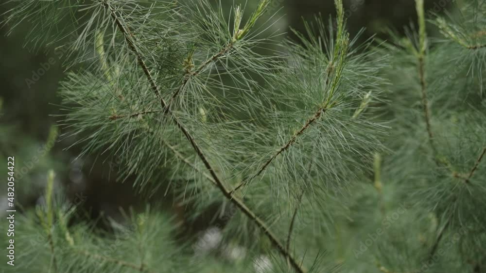 Slow motion Pinus wallichiana branches closeup Slow motion Pinus wallichiana branches closeup