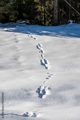 Track from a red deer in the deep snow