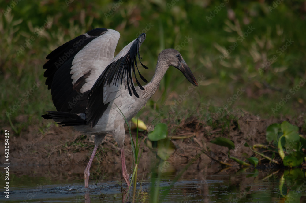Naklejka premium Birds