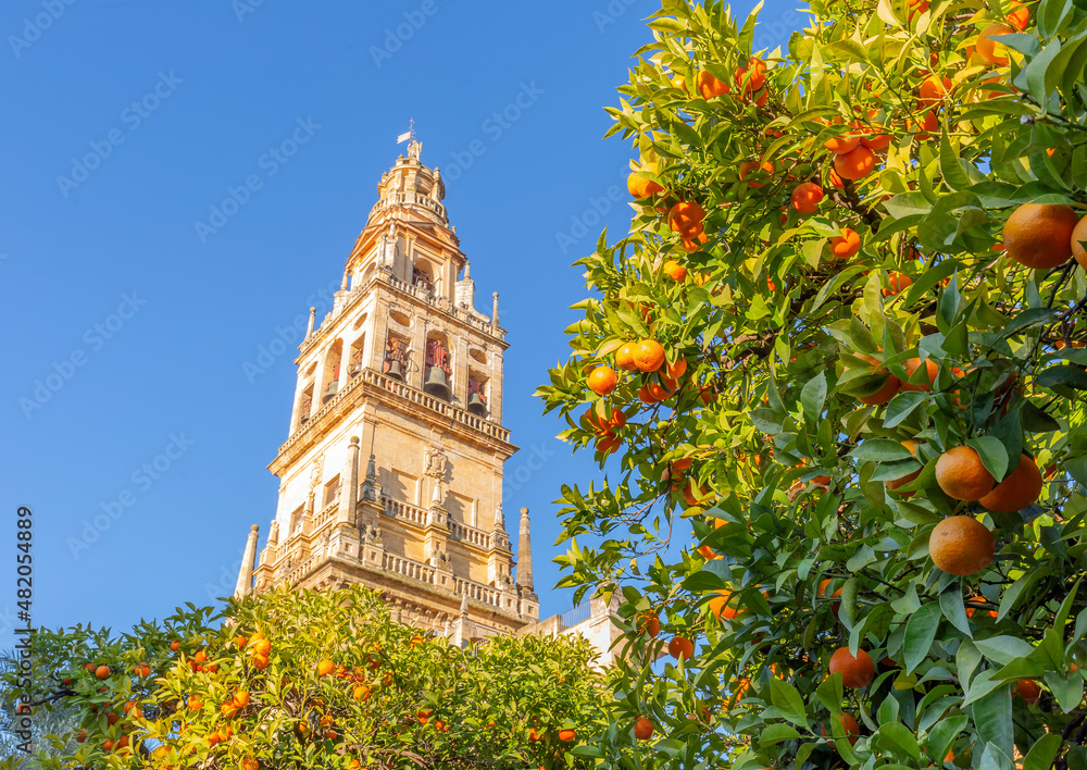Fototapeta premium Giralda and orange tree courtyard, It's the name given to the bell tower of the Cathedral of Santa Maria de la Sede of the city of Seville, in Andalusia, Spain.