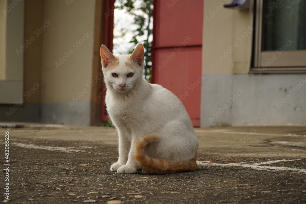 cat on the porch