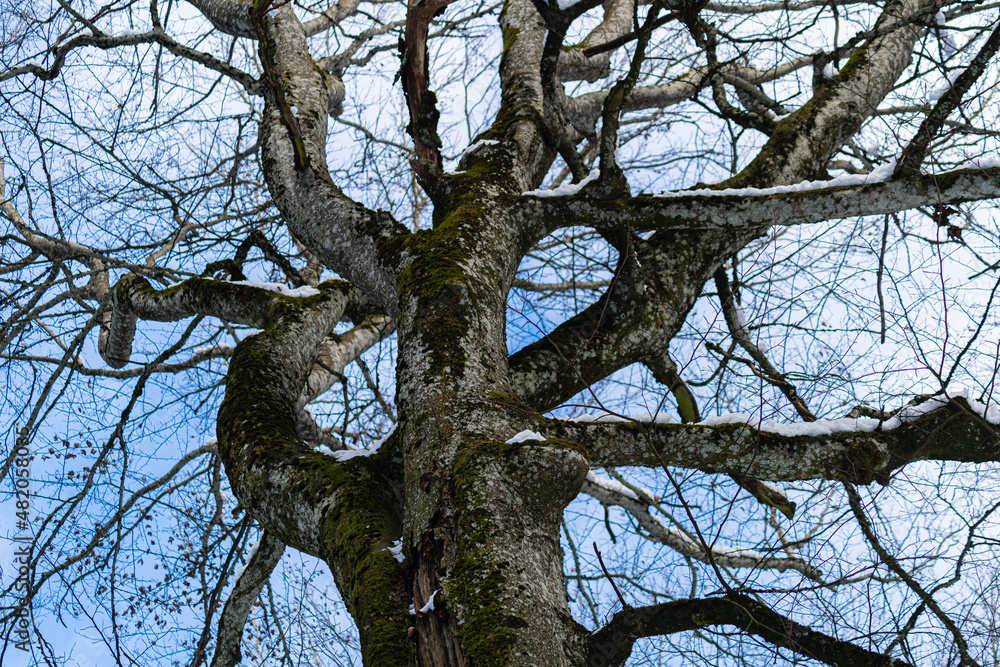 Baum im Winter, Regensberg, Dielsdorf, Kanton Zürich, Schweiz Baum im Winter, Regensberg, Dielsdorf, Kanton Zürich, Schweiz