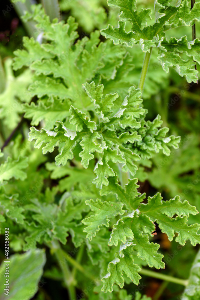 The foliage (leaves) of rose geranium (Pelargonium graveolens, or, more correctly, P. 'Graveolens')) The foliage (leaves) of rose geranium (Pelargonium graveolens, or, more correctly, P. 'Graveolens'))