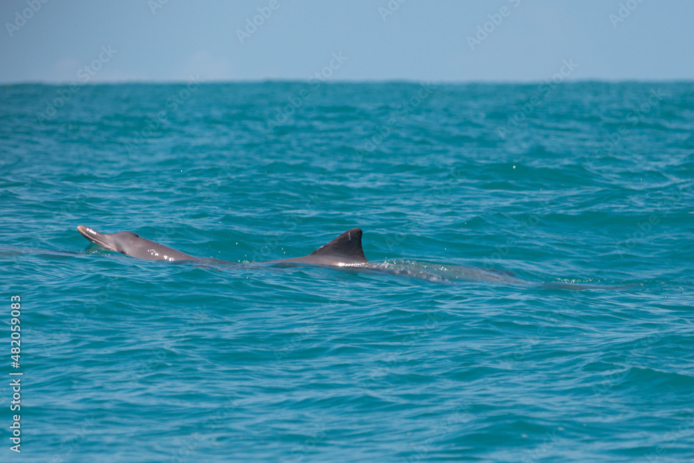 Fototapeta premium dolphin