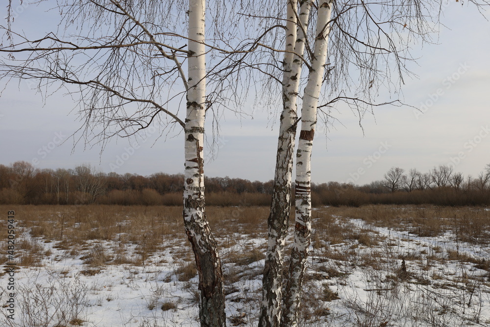 Fototapeta premium Birch in the Winter Sunny Forest